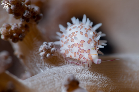 A Margarita Egg Cowrie