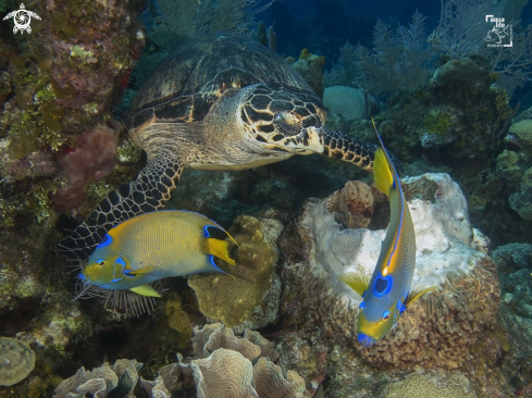 A Hawsbill Turtle and a pair of Queen Angelfish