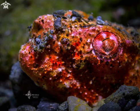 A Reptilian Snake Eel