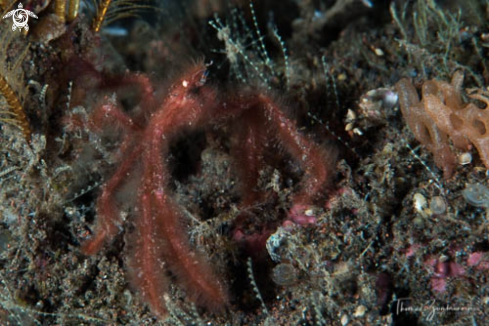 A Orangutan Crab 