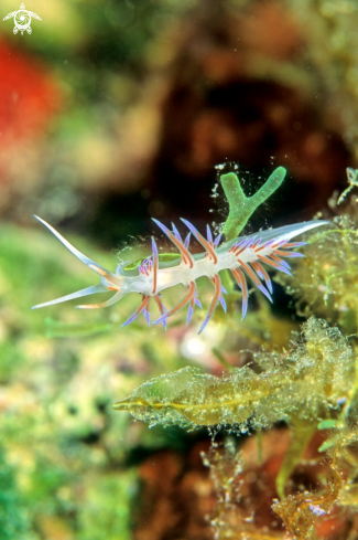 A nudibranch