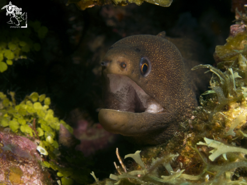 A Gymnothorax miliaris | Goldentail Moray