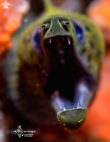 A Gymnothorax fimbriatus (Bennett, 1832) | Dark - Spotted Moray Eel