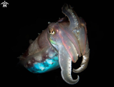 A Cuttlefish 