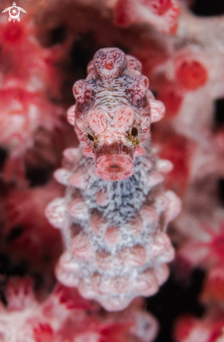 A Seahorse Pygmy 