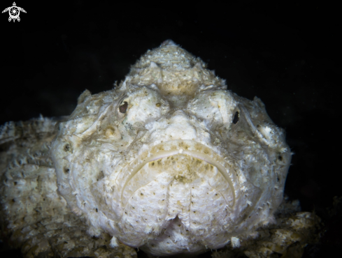 A Scorpionfish 