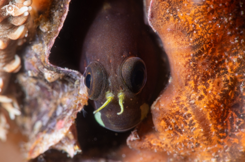 A Blenny