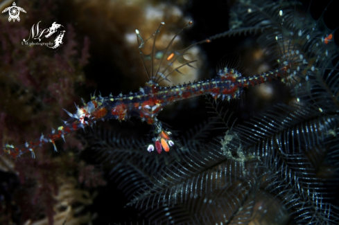 A Juvenile ornate Ghost pipefish 