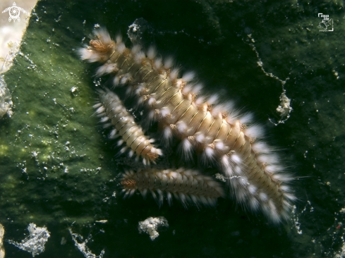 A Hermodice carunculata | Bearded Fireworm