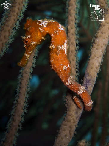 A Hippocampus reidi | Longsnout Seahorse