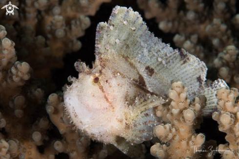 A Leaf Scorpionfish 