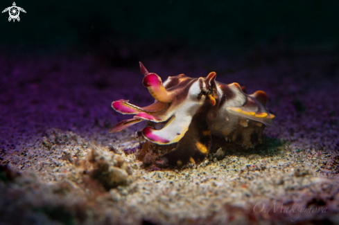 A Flamboyant Cuttlefish