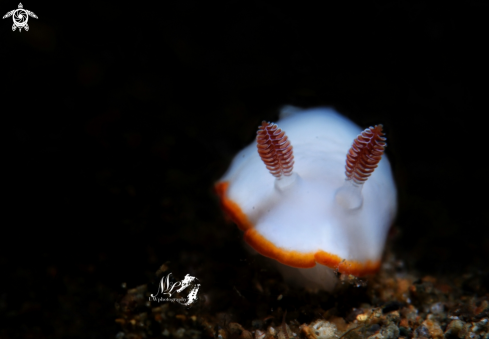 A Goniobranchus preciosus