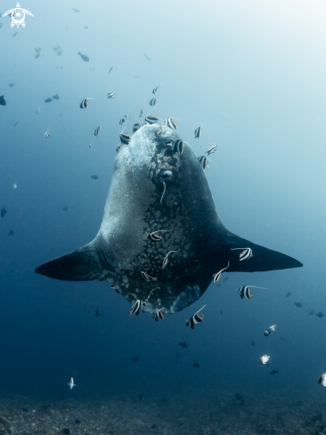 A Bump-Head Sunfish 