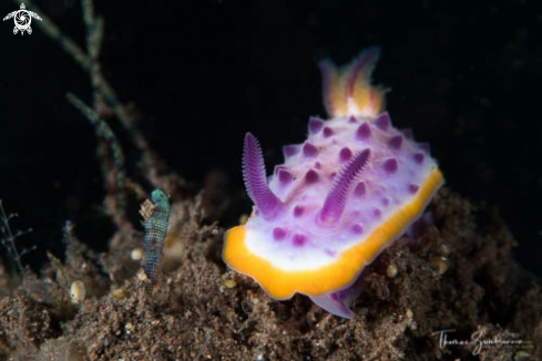 A Nudibranch 