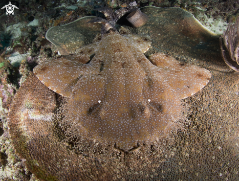 A Banded wobbegong shark