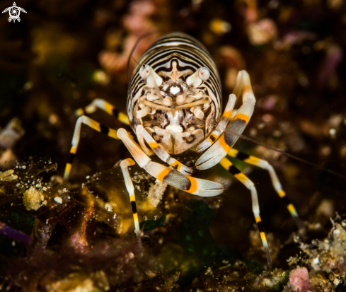 A bumblebee shrimp | bumblebee shrimp