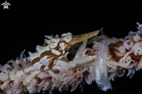 A Wire coral crab