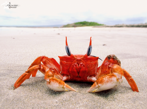 A Ocypode gaudichaudii (H. Milne Edwards & Lucas, 1843)   | Ghost Crab