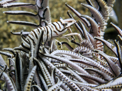 A Laomenes amboinensis | Crinoid Shrimp