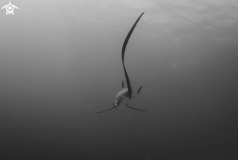 A thresher shark