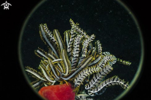 A feather star