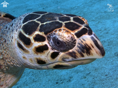 A Hawsbill Turtle