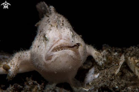 A Hairy frogfish