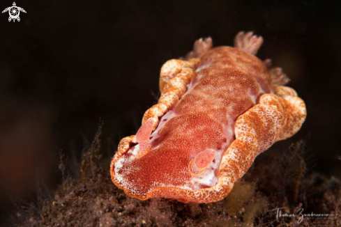 A Nudibranch 