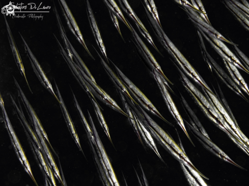 A Grooved razor fishes