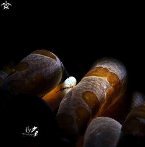 A Siokunichthy nigrolineatus with mushroom coral