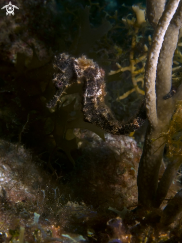 A Longsnout Seahorse