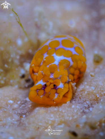 A Haminoea sp. | Sea Snail