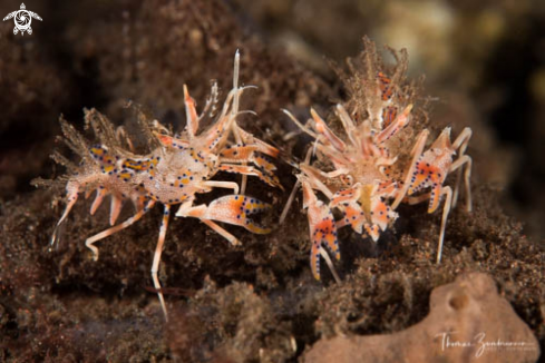 A Tiger Shrimp 