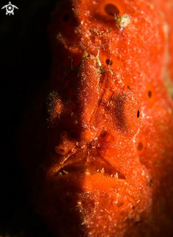 A Painted frogfish