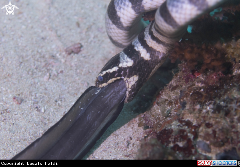 A Banded sea snake