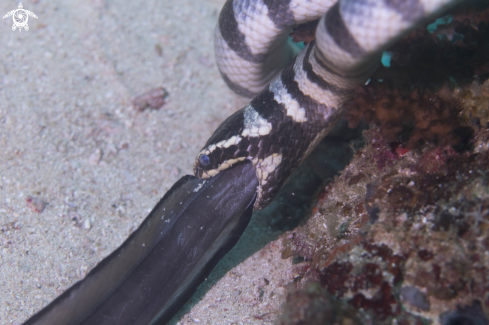 A Banded sea snake