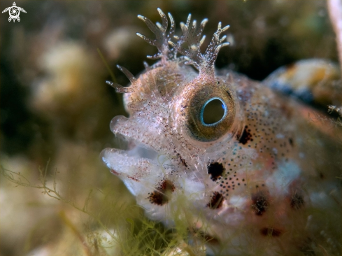 A Roughead Blenny