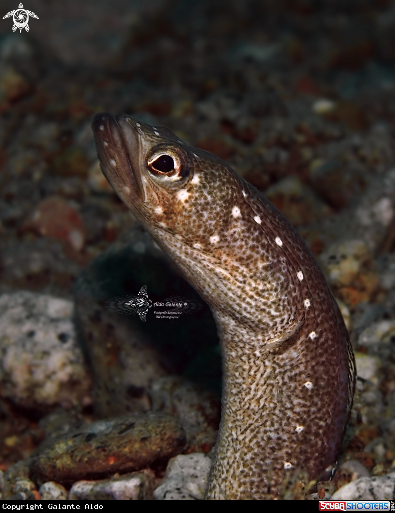 A Spotted Garden Eel