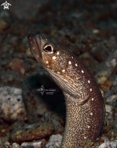 A Spotted Garden Eel
