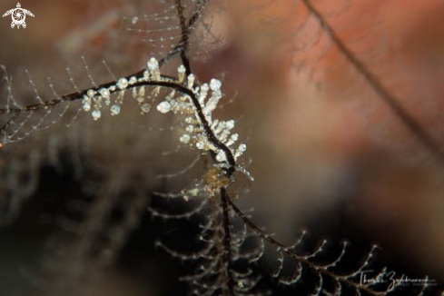 A Nudibranch 