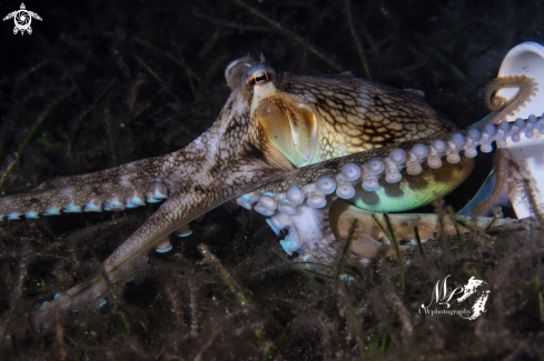 A Coconut octopus 