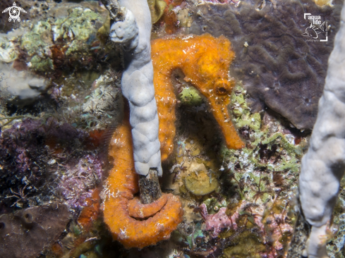 A Hippocampus reidi | Longsnout Seahorse