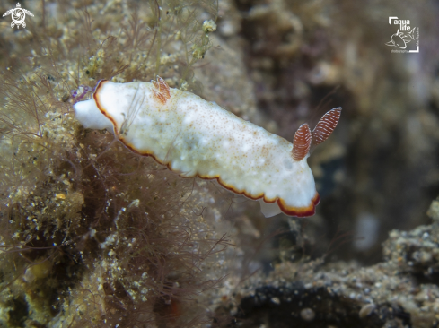 A Dorid Nudibranch