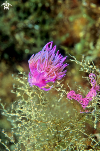 A Flabellina