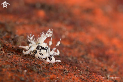 A Nudibranch 