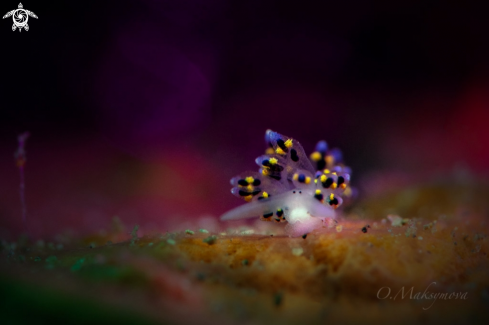 A Nudibranch Stiliger sp.