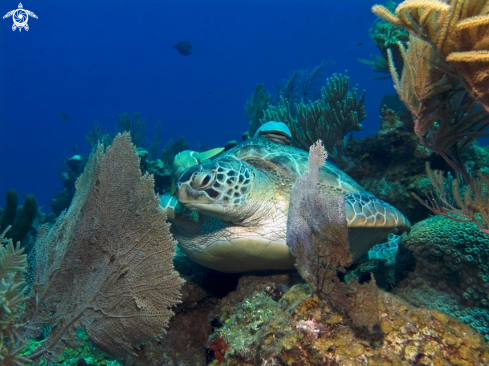 A Green Sea Turtle