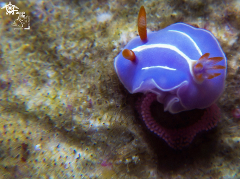 A Mexichromis trilineata | Mexichromis trilineata