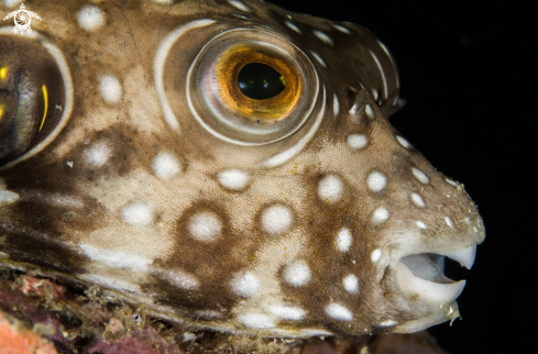 A Puffer fish